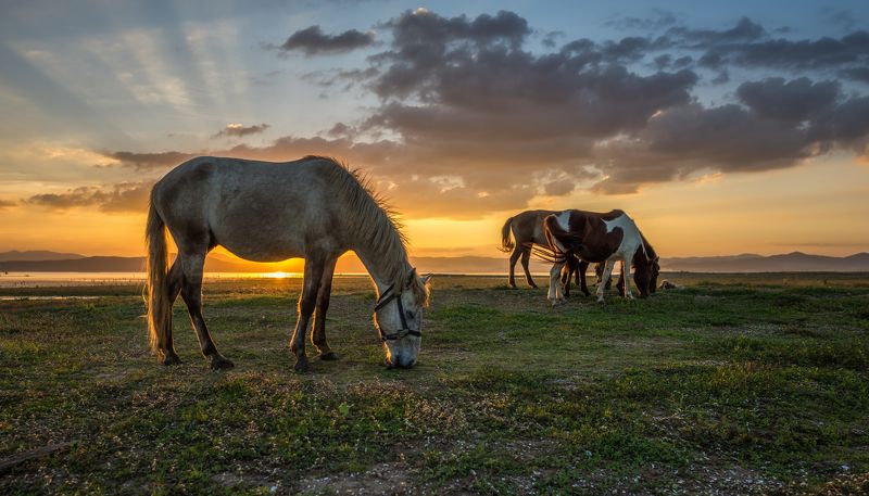 adventure, amazing, animal, autumn, background, beautiful, color, dawn, domestic, evening, fantastic, farm, field, fog, haze, herd, holiday, horse, landscape, majestic, mammal, mare, meadow, mist, morning, mustang, natural, nature, outdoor, pasture, pet,  Horses grazing on pasturephoto preview