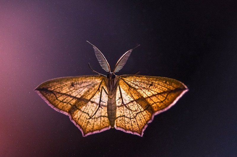 Пришелец.photo preview