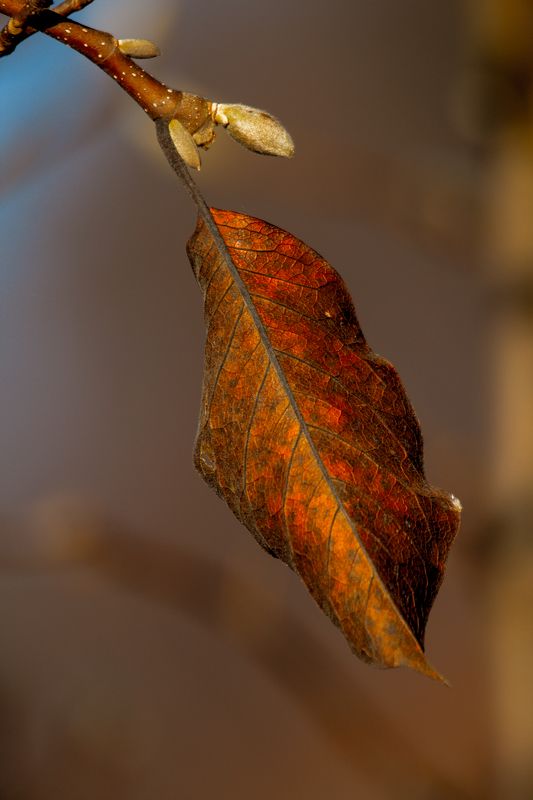 leaf,branch,autumn,colors,veins The leafphoto preview