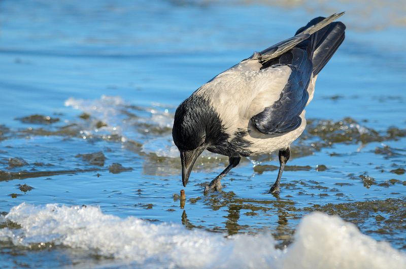 ворона птица bird На рыбалкеphoto preview