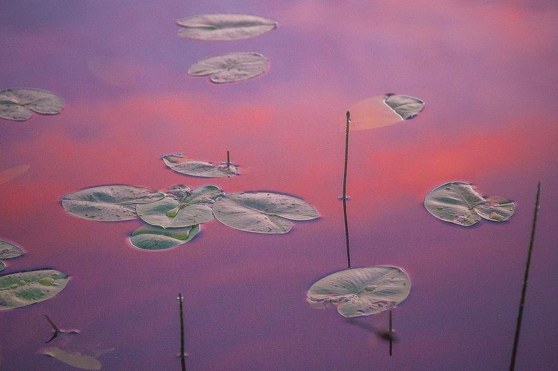 Моне можноphoto preview