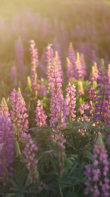 #nature #macro #макро #природа #summer #лето #flowers #цветы #люпины ***photo preview