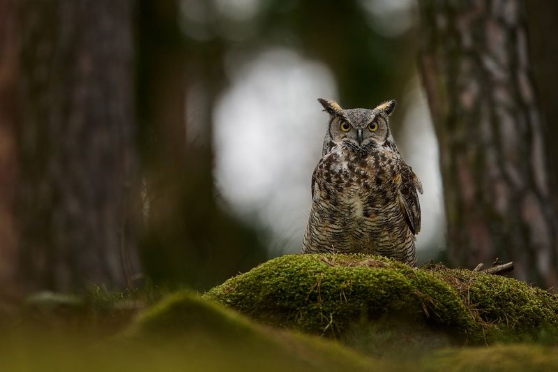 owl, owls, nature, bird, birds Forest ghostphoto preview