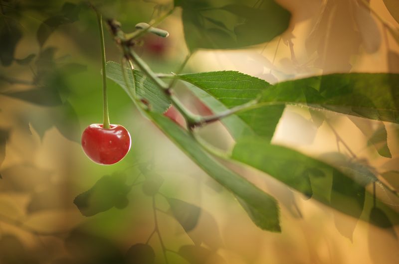 cherry, color, colors, concept, conceptual, fruit, green, leaf, leaves, nature, outdoor, photography, red, tree, Smiling Cherryphoto preview