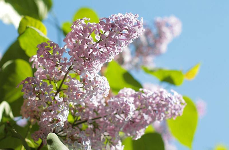 сирень, май Сиреневый майphoto preview