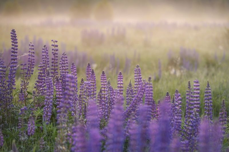 Люпиновый светphoto preview