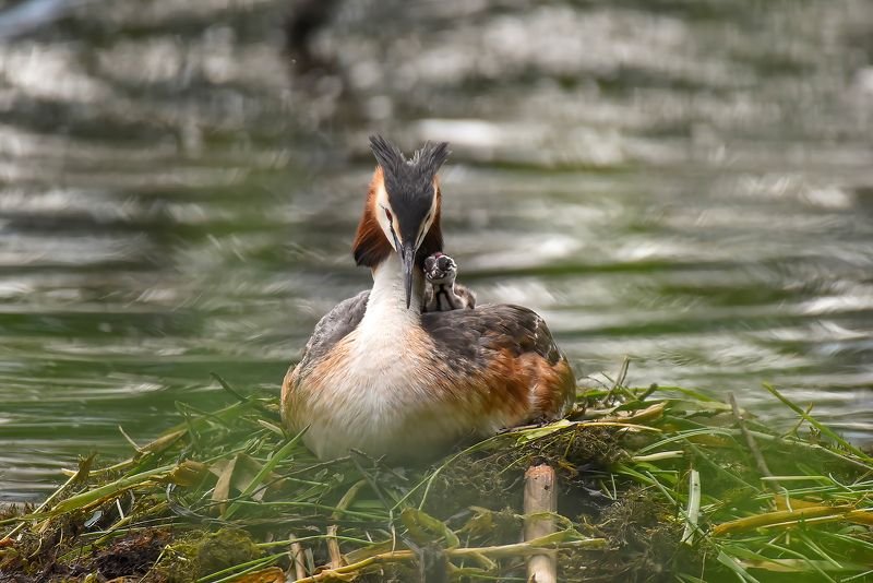 Мой сынокphoto preview