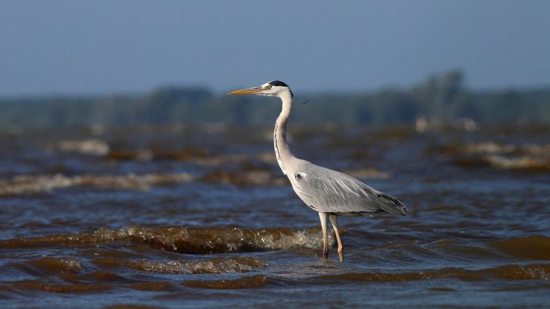 серая цапля, цапля, ardea cinerea, grey heron, heron, куршский залив Морячкаphoto preview