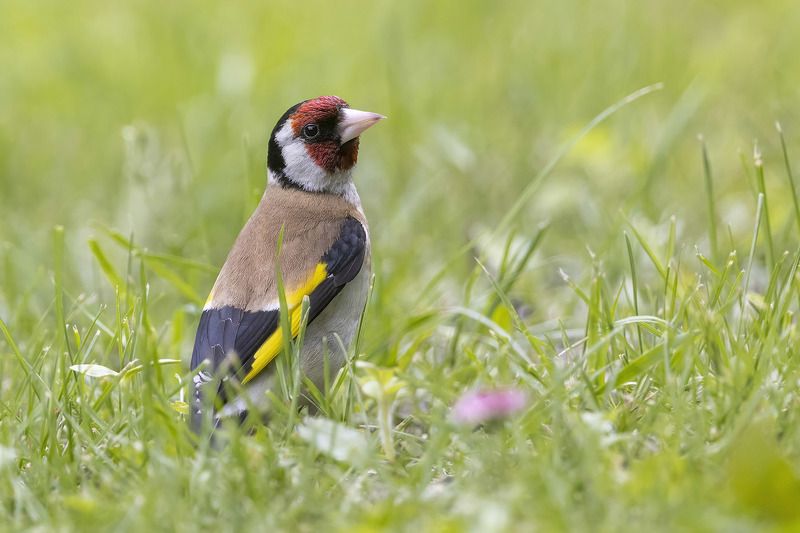 птицы, подмосковье photo preview