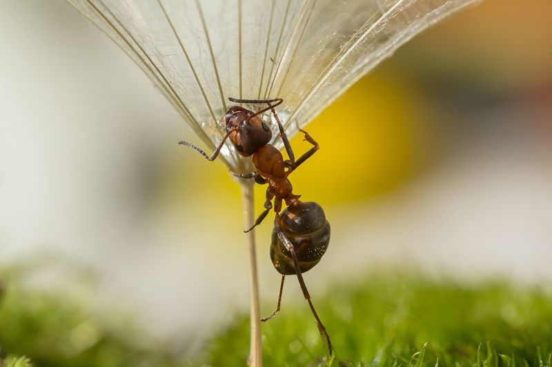 Поилка для Мурашаphoto preview