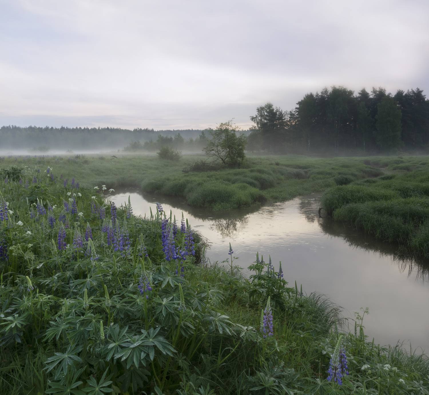 После дождя. Автор: Ольга Бонина , Ольга Бонина