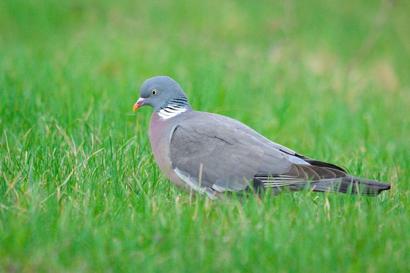 #вяхирь #птица #bird Вяхирьphoto preview