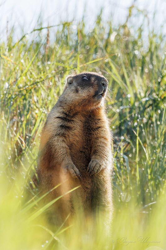 Это кто тут ходит вынюхивает, а?photo preview