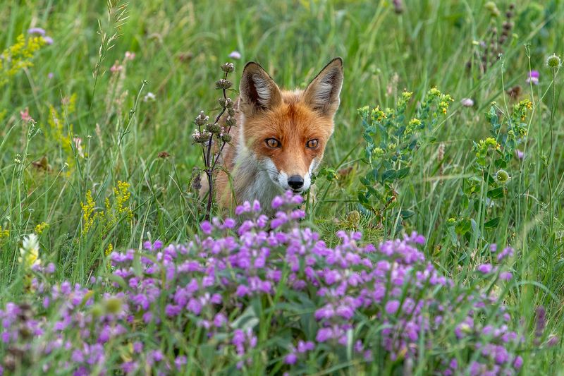 лис,лиса ,животные,фотоохота ,рыжий лис Хитрый Лис... фото превью