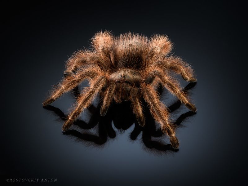 паук, фотосъёмка,  Удивительные создания у меня в студии. (фотосъёмка пауков)photo preview