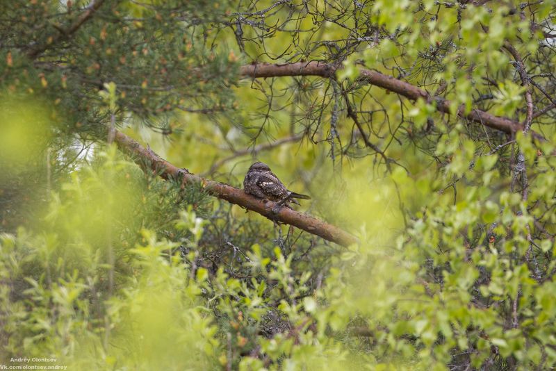 солнце, россия, рассвет, природа, подмосковье, погода, пейзажи, пейзаж, отражение, наукоград, красота, дубна, вода, весна, weather, water, spring, russia, reflection, naukograd, nature, moscow, landscape, dawn, canon, dubna, beauty Козодой. фото превью