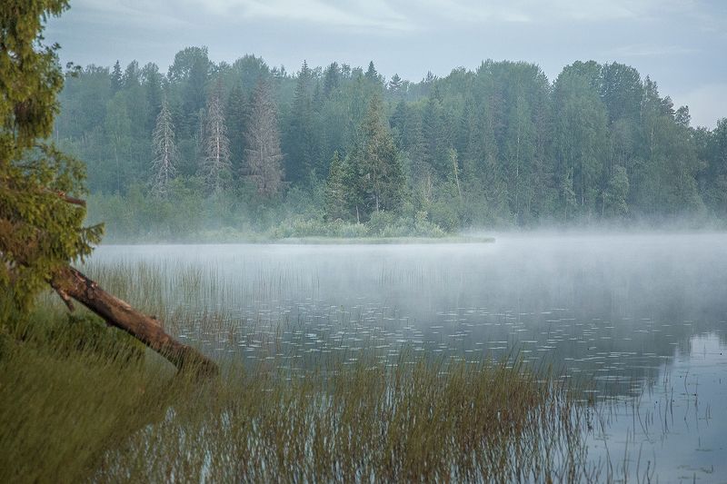 Бобриный островphoto preview