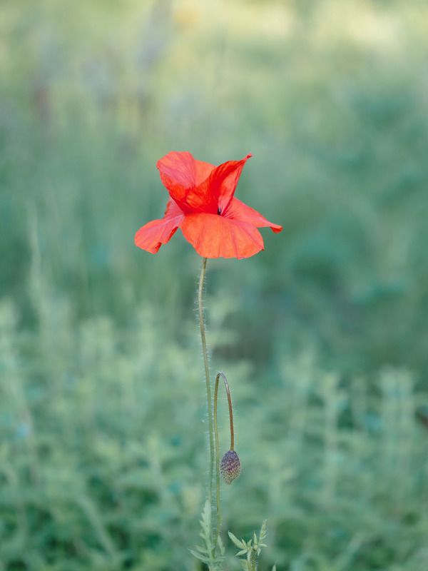 цветок, мак, красный, red, flower, poppy Аленький цветочек фото превью