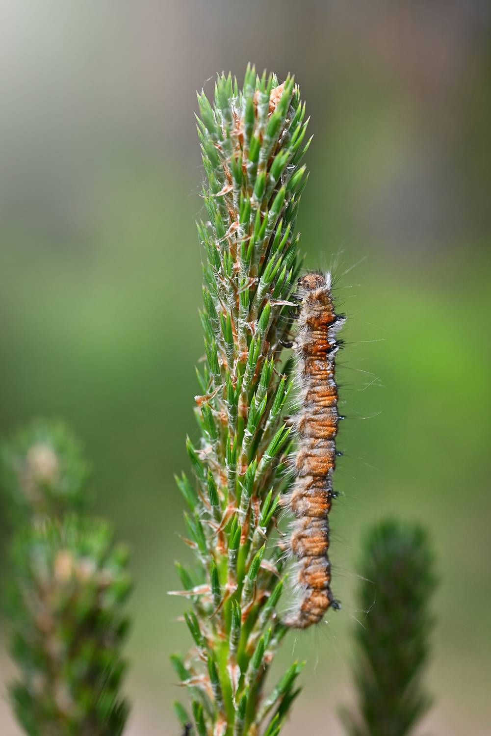, Калёв Сергей