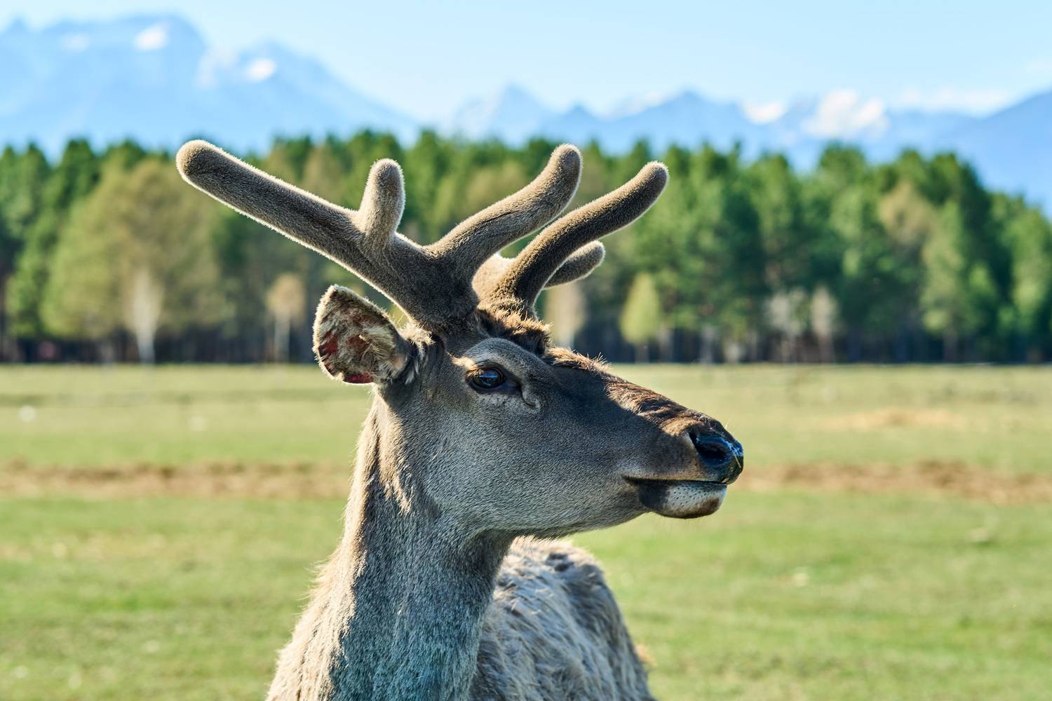 Марал. Автор: Сергей Низовцев , Сергей Низовцев