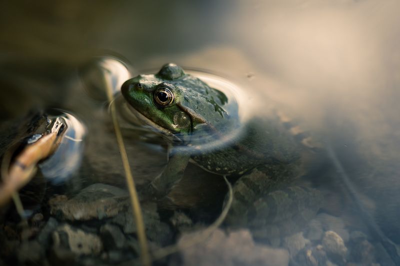 Царевна-лягушкаphoto preview
