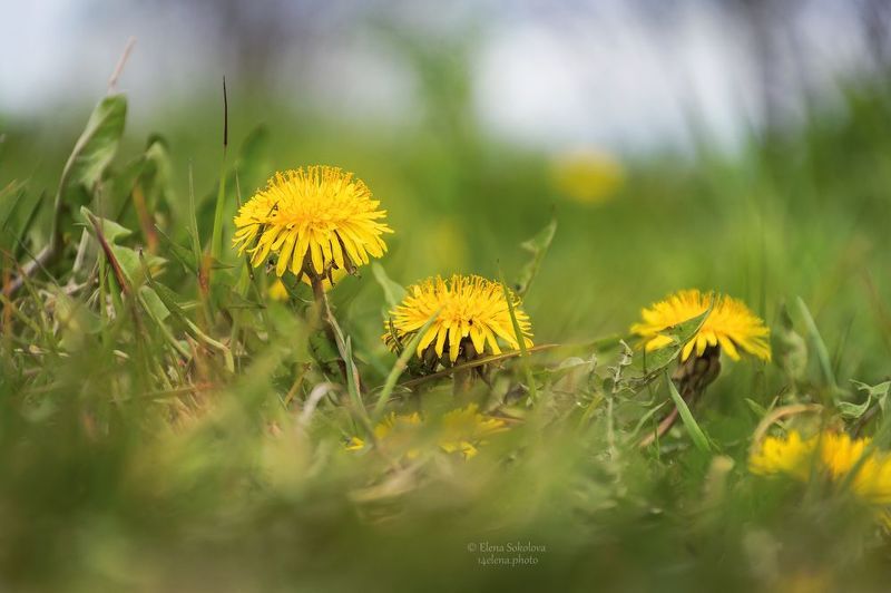 одуванчик, цветы, желтый, весна, макро Одуванчикphoto preview