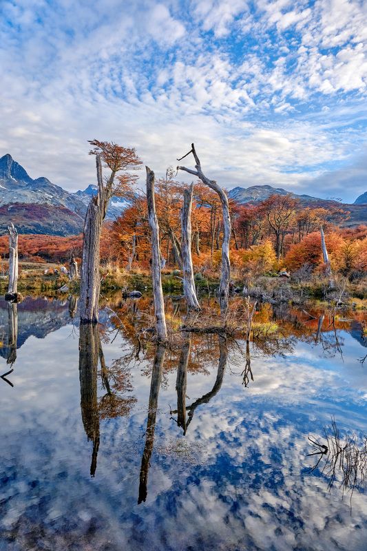 Золотая осень в Патагонииphoto preview