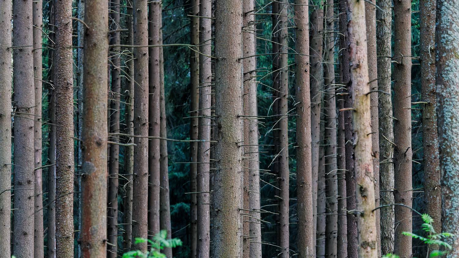 , Загруев Михаил