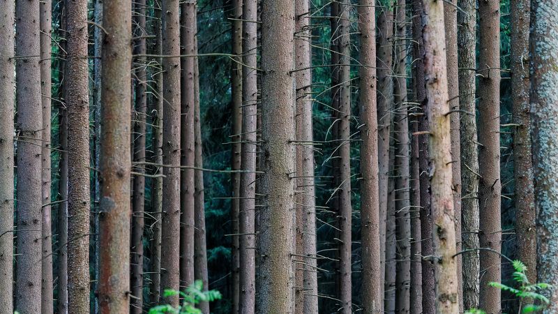 Линии фото превью