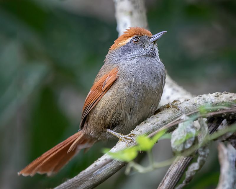 birds, nature, aves, rainforest, brazilian, Pichororéphoto preview