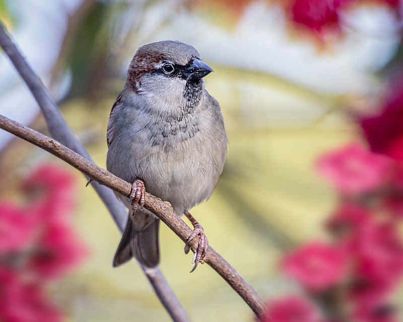 birds, nature, aves, rainforest, brazilian, Pardal (House Sparrow)photo preview