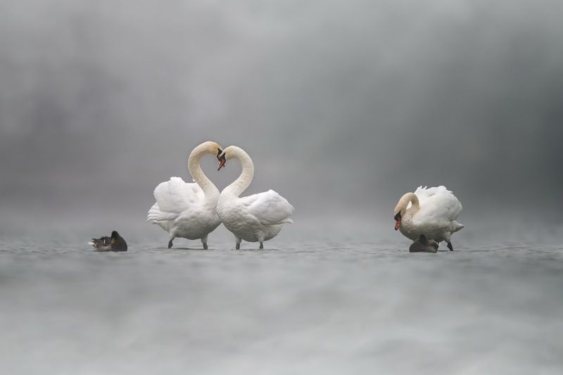 swan, bird, birds, sunrise, fog, Lovephoto preview
