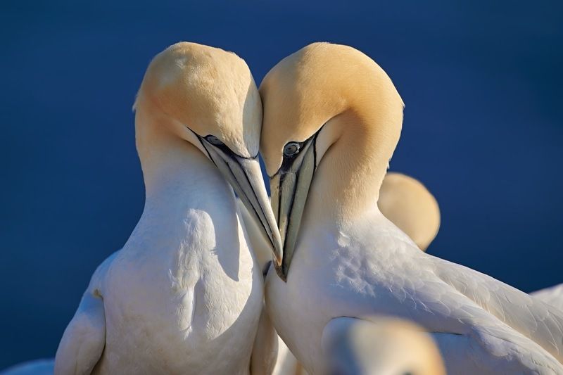 bird, birds, gannet, sea, love, Northenrn gannets lovephoto preview