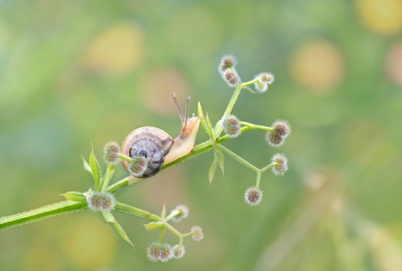 Одна маленькая жизнь среди весны…photo preview