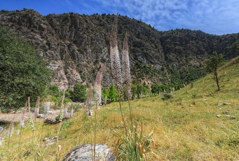 Ущелье эремурусов… Аджук. Варзоб. Таджикистанphoto preview