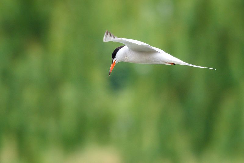 #крачка #птица #bird Крачкаphoto preview