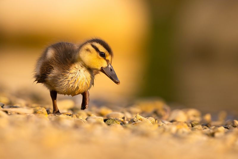 Duckllinngphoto preview