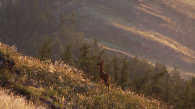 Косуля на горе Калканphoto preview