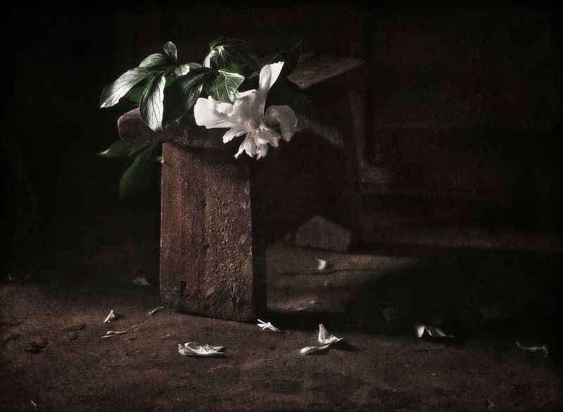 Отцветают пионыphoto preview