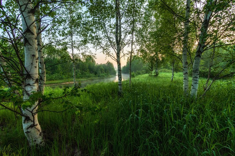 Березкиphoto preview