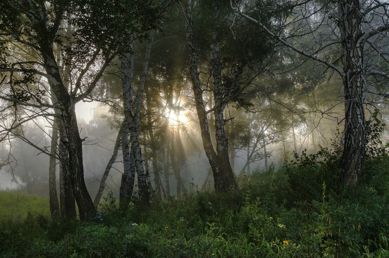 лето июнь утро photo preview