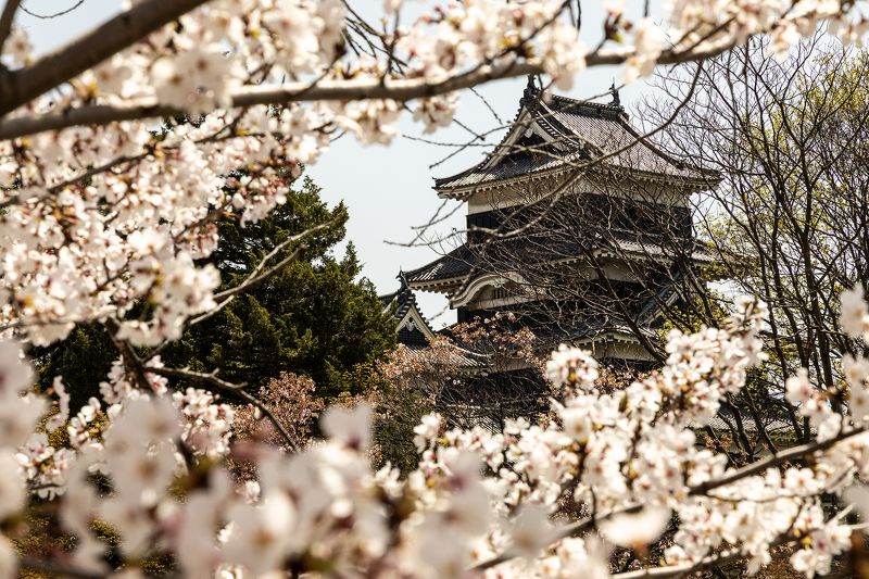 Matsumoto Palace with Cherry Blossom, Japanphoto preview