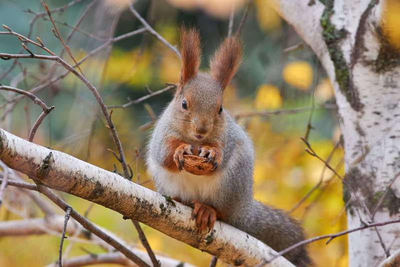 squirrel, volgograd, russia, wildlife,  #photo preview