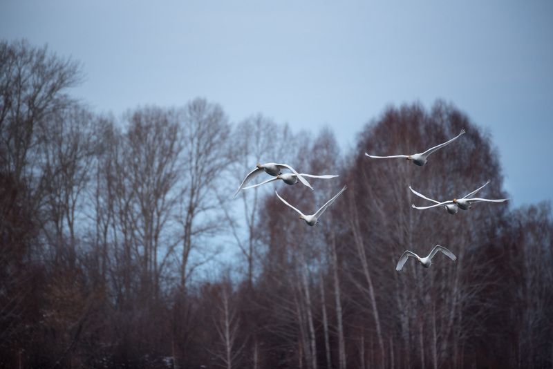Гуси-лебедиphoto preview