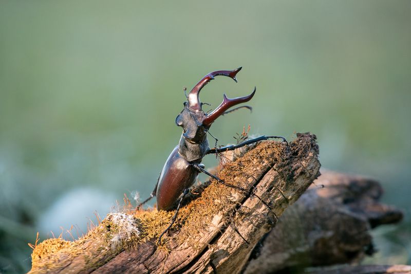 природа, насекомые, жук-олень, лето Жук-оленьphoto preview