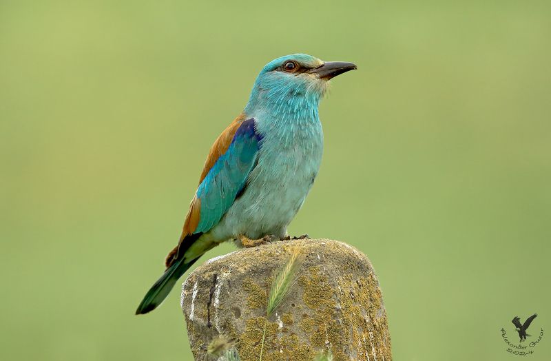 сизоворонка Птица счастья - ультрамарин.photo preview