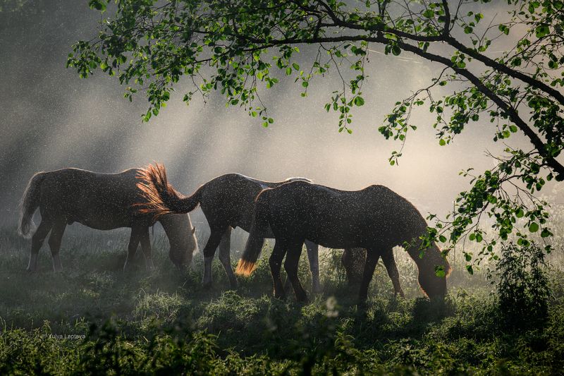 Трое в туманеphoto preview