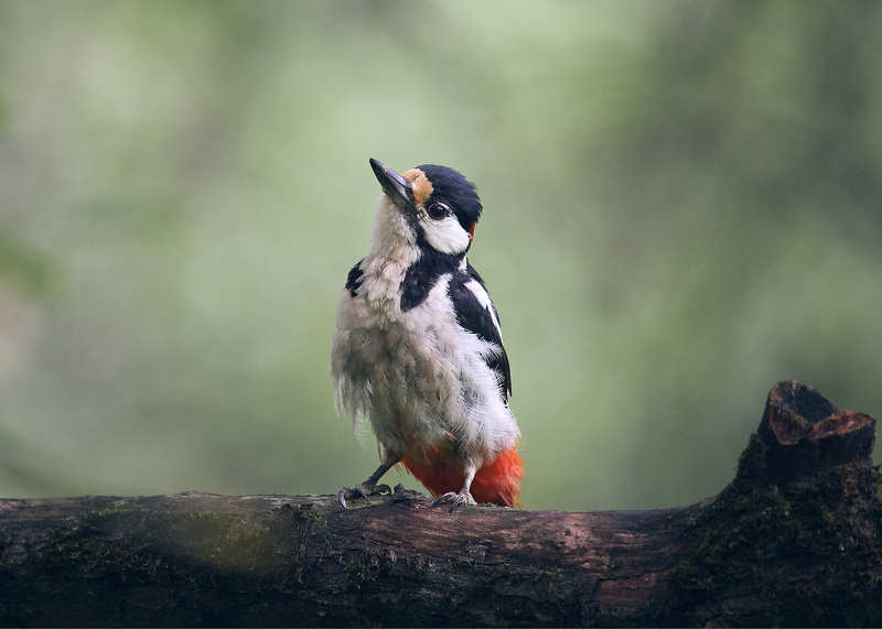 Большой пестрый дятел птица на ветке Большой пестрый дятелphoto preview