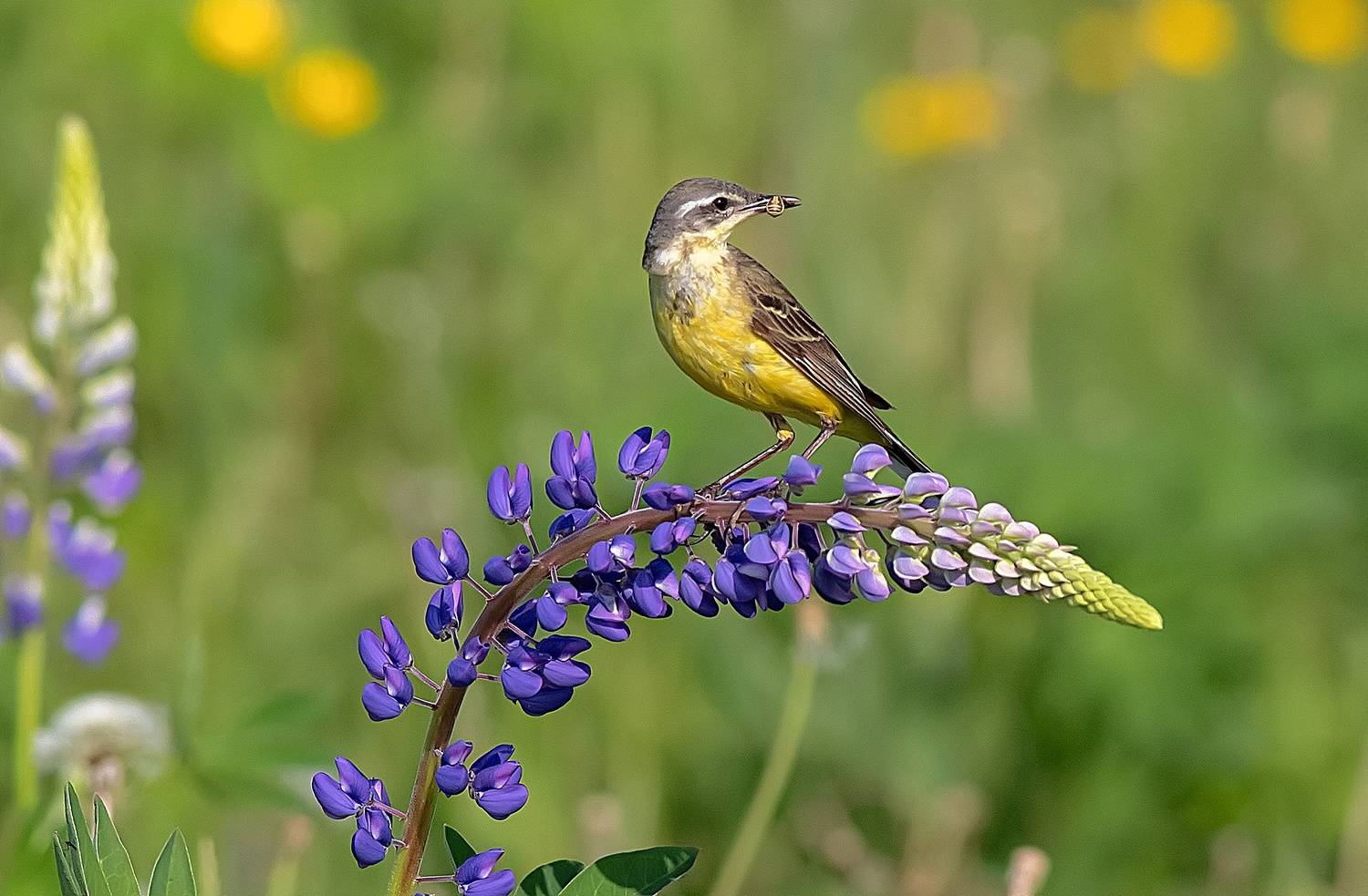 птицы, жёлтая трясогузка, люпины, лето, Широких Александр