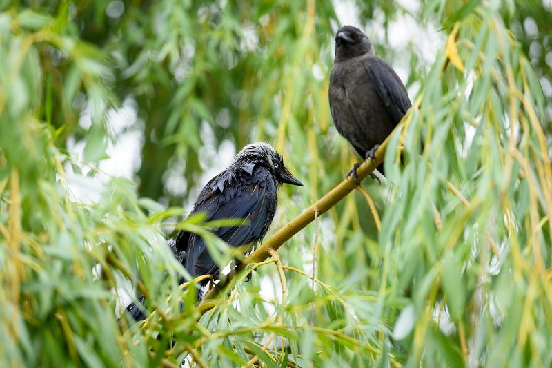 Галкиphoto preview